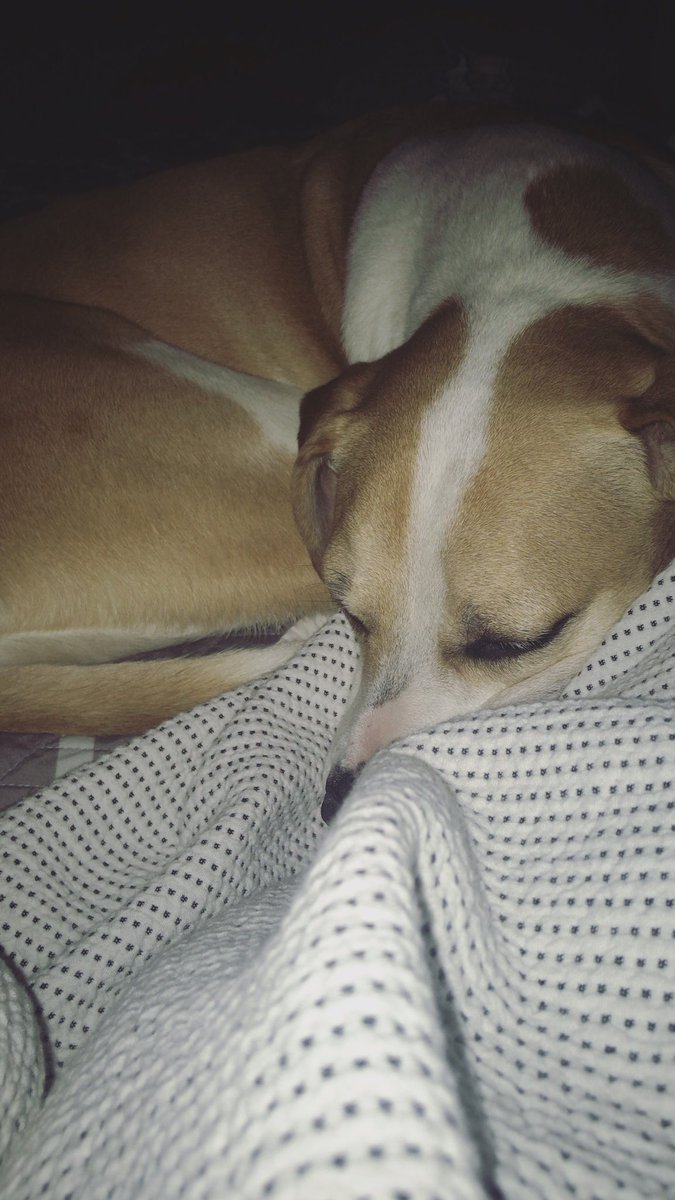 haylie_shields's tweet photo. @cizzorz My puppy is gone 😞 but still appreciated 🥰🐶💜 https://t.co/aFgYFPWUDj