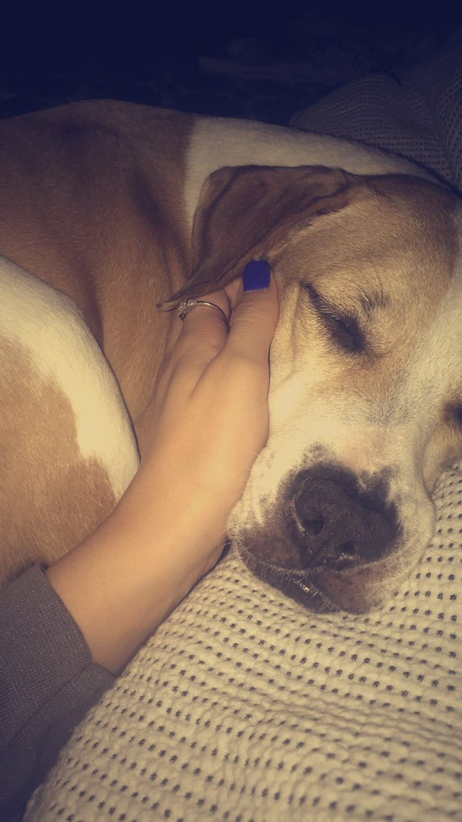 haylie_shields's tweet photo. @cizzorz My puppy is gone 😞 but still appreciated 🥰🐶💜 https://t.co/aFgYFPWUDj