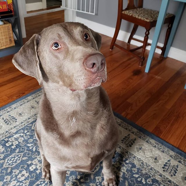 ThePetProvider's tweet image. Gimme that treat! #silverlabsofinstagram #labsofinstagram #labradorretriever #silverlab #dogsofinstagram #dogsofla #dogwalksofla #dogwalkersofinstagram #dogwalker #doggiedaycare #doggiedaycareofinstagram #dogsitter #dogsitterofinstagram ift.tt/2Yv7kLi