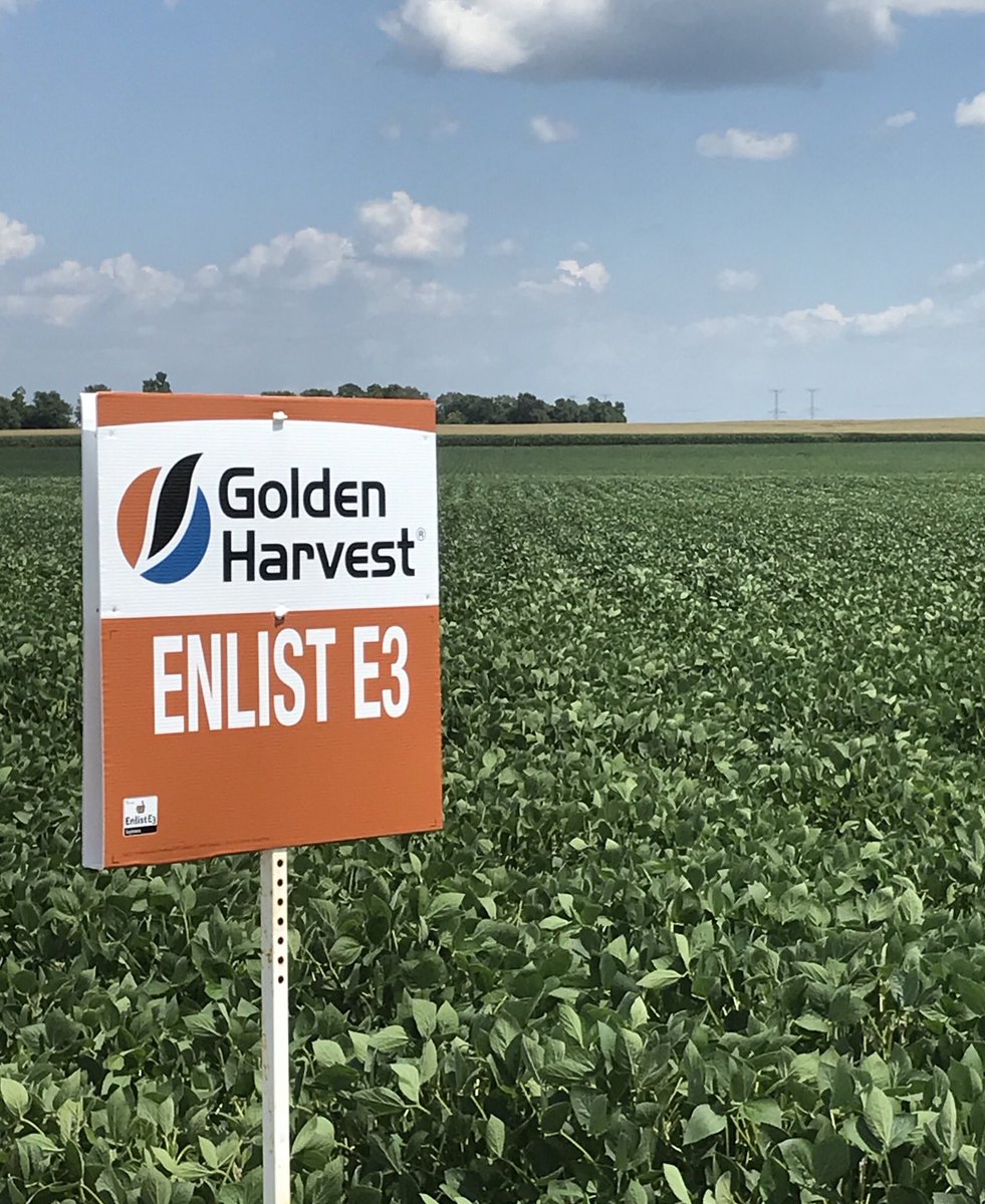 msommer99's tweet photo. #GoldenHarvest  #enlistE3 soybeans looking great. My second year growing them for seed production. Glad to be able to offer options!@GldnHarvest https://t.co/8tPEKiuiN8
