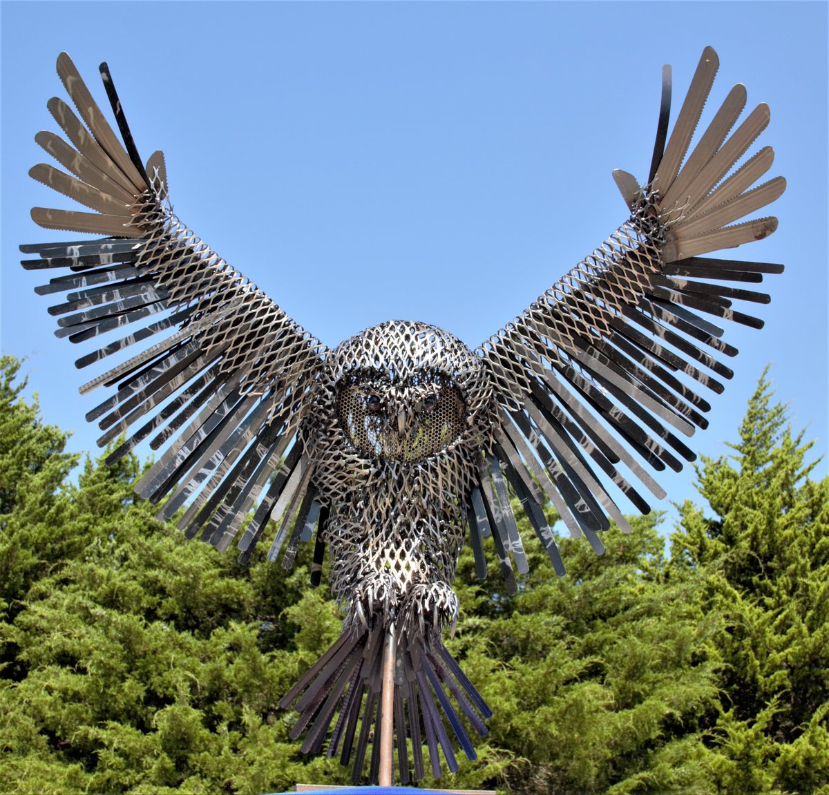 Blackland Prairie Raptor Center tweet media