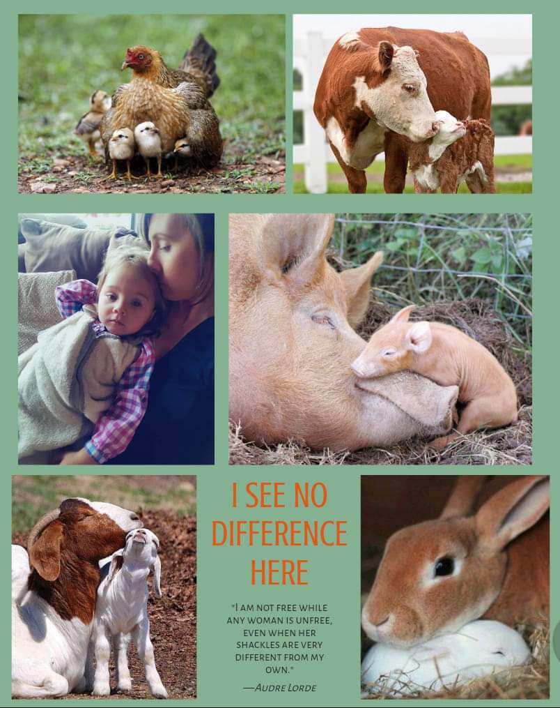 by_greens's tweet photo. #vegans #veganism #Earthlings #govegan #stayvegan #vegan #compassion #donoharm https://t.co/MestohyBP2