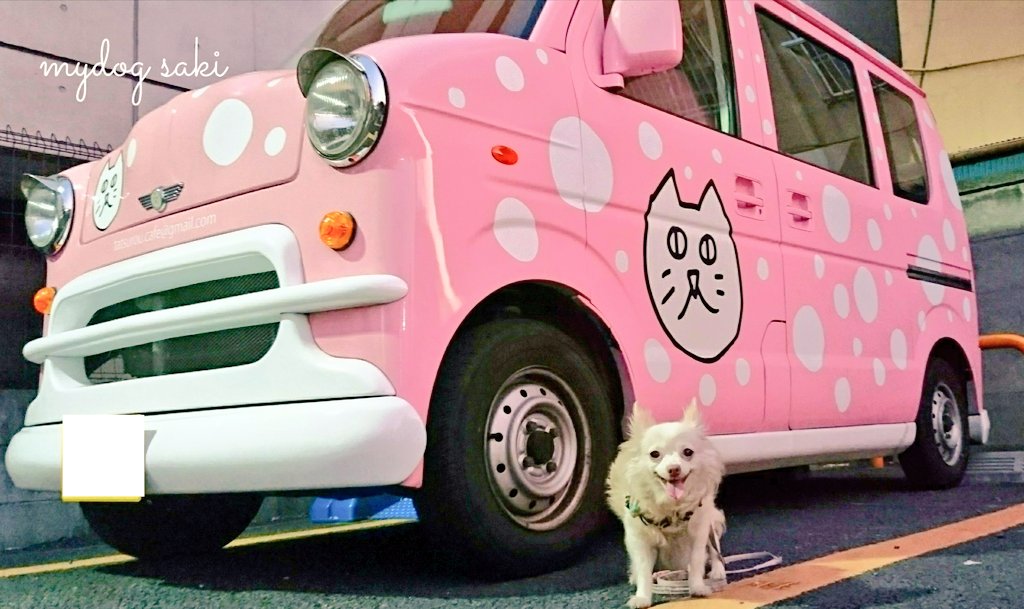 75japan_neko's tweet photo. mydog https://t.co/EBk2SjlQIV