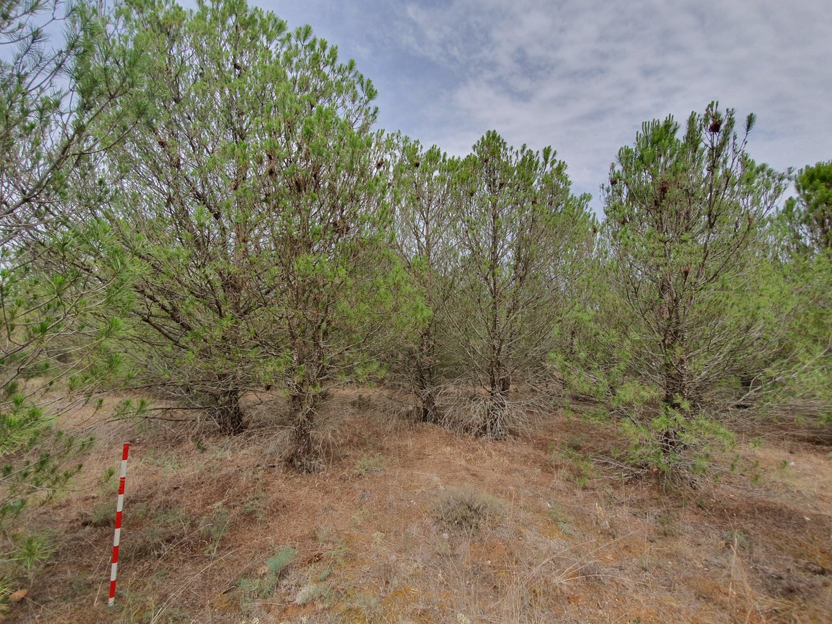 rafacalama2's tweet photo. Totalmente de acuerdo con @EdRojasBr. Ejemplo de terreno agrícola #reforestado PAC en 2000. Excelente resultado. Si ahora gestionamos aseguramos sumidero de C + biodiversidad + fuente de ingreso rural. Si no gestionamos tendremos un polvorín @INIA_es #mitigacion https://t.co/wM6XIlwowk