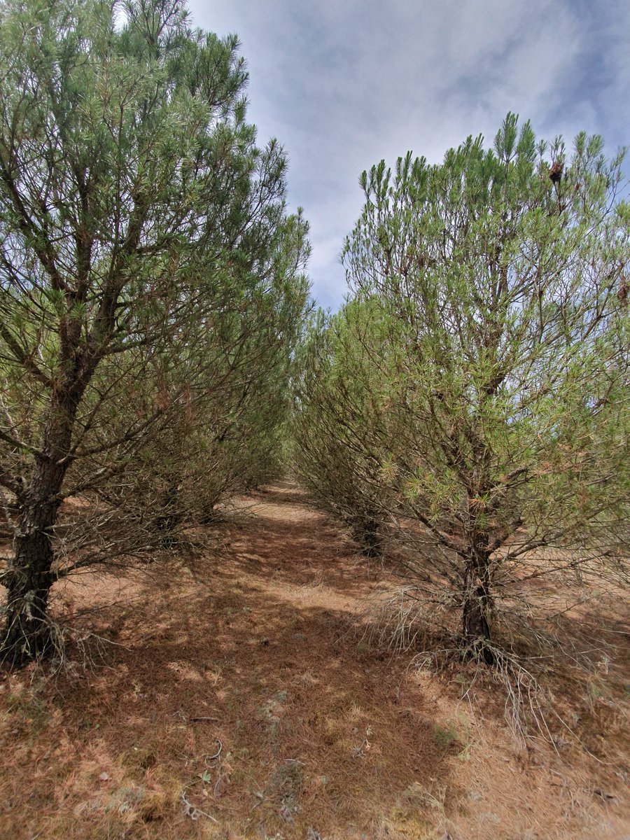rafacalama2's tweet photo. Totalmente de acuerdo con @EdRojasBr. Ejemplo de terreno agrícola #reforestado PAC en 2000. Excelente resultado. Si ahora gestionamos aseguramos sumidero de C + biodiversidad + fuente de ingreso rural. Si no gestionamos tendremos un polvorín @INIA_es #mitigacion https://t.co/wM6XIlwowk