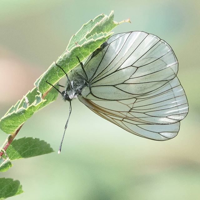 Angietchiptchip's tweet photo. Gazé - piéride de l'Aubépine #papillon #pieride #gaze #nikon #d610 #sigma100400mm #valais #suisse #nature #insecte https://t.co/AtaM1cgyWx https://t.co/gbgkpfqJk0