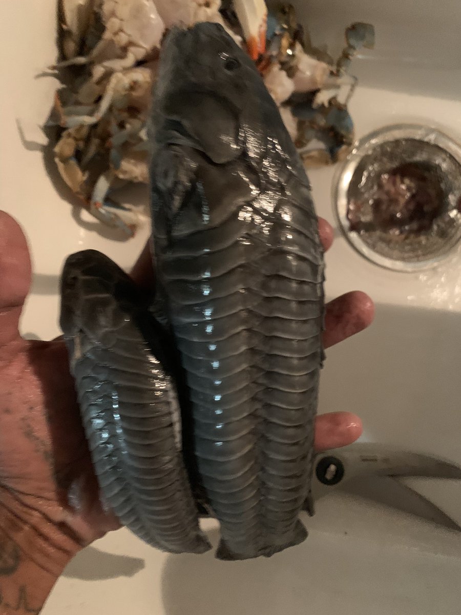 CongressLowered's tweet image. What the fuck they feeding the hassa