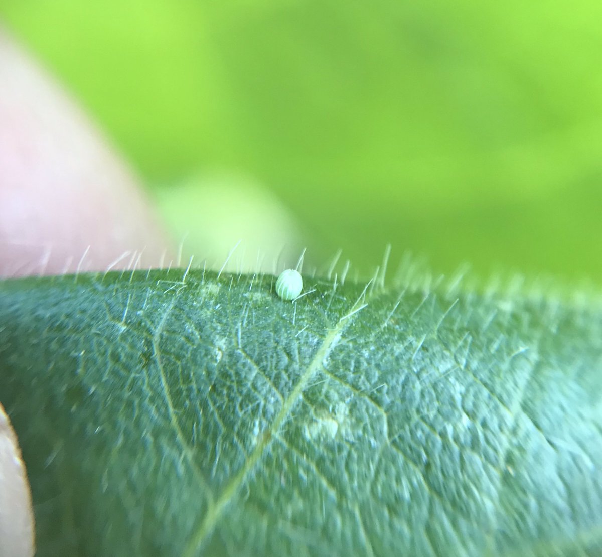 mjanders1's tweet photo. Looks like thistle caterpillars will be back a 3rd time in some soybean fields. I hope plants will be large enough that feeding from the 3rd generation won’t be a serious issue. Keep scouting. #ISUCrops https://t.co/9l8w3IWPYZ