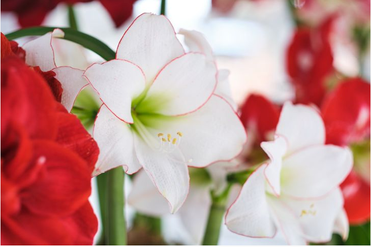 GardenersSupply's tweet photo. Now's the time to withhold water from your #amaryllis + let the foliage die back. When the pot's dried out completely, find it a nice cool, dark place to have a little respite until mid-Oct/early Nov. (We'll remind you when it's time to bring it back to life!) #holidayBlooms https://t.co/7suP7tZwBd