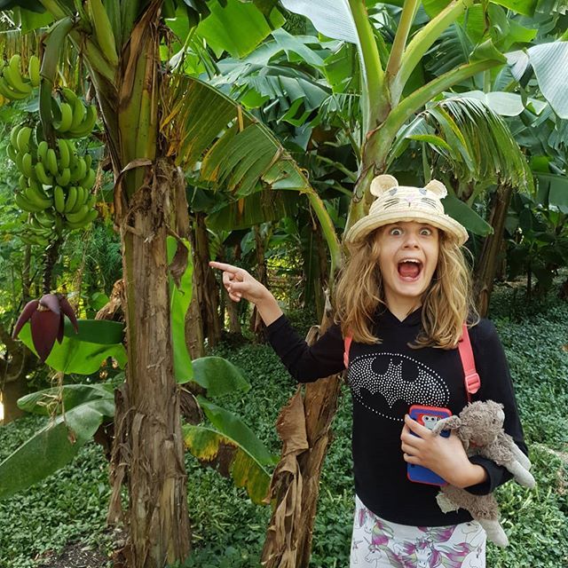 FlutterBeesST's tweet photo. Bannnnnaaaananananananassss! #neverseenarealonegrowing #excitedgirl #edenphotocomp @edenprojectcornwall https://t.co/Cve08kCXgK
