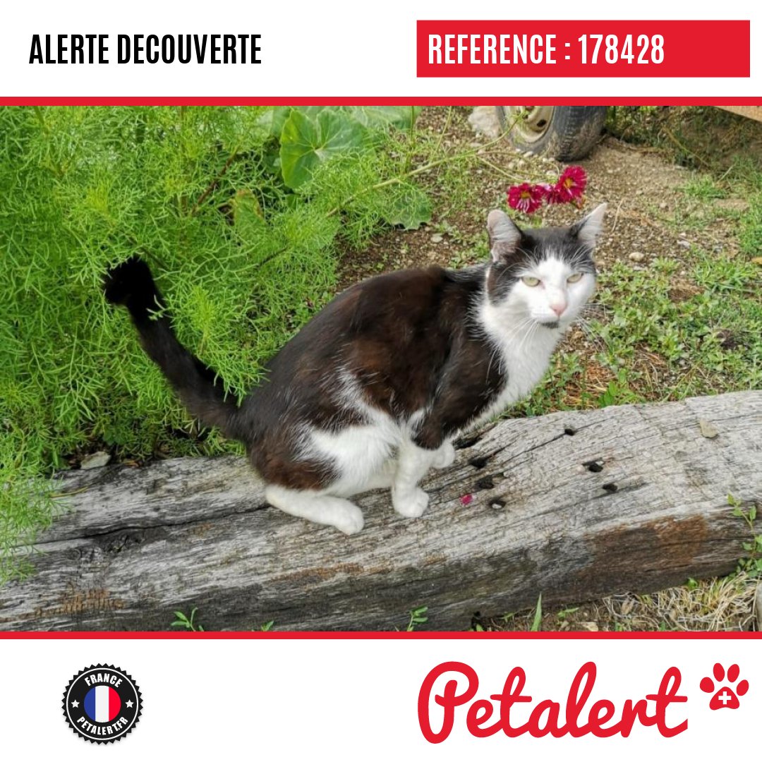 petalert_france's tweet photo. Trouvé #Chat #HauteSavoie #Champanges #Petalert #PetAlert74 / https://t.co/prun26ilyb https://t.co/I1FwBWi1OO