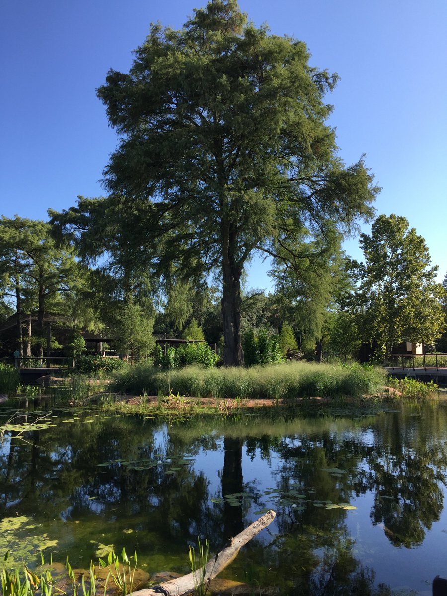 houstonbotanic's tweet image. We recently visited Hermann Park to meet with staff from the Houston Zoo, Japanese Garden, &amp;amp; Centennial Gardens. We appreciate how welcoming all of our colleagues with Houston's other cultural institutions continue to be as we join the ongoing effort to make Houston even greener!