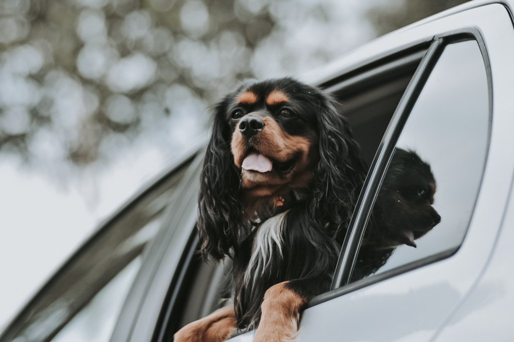 Road trips with pets adventureswithrufus.wordpress.com/2019/08/07/roa…
