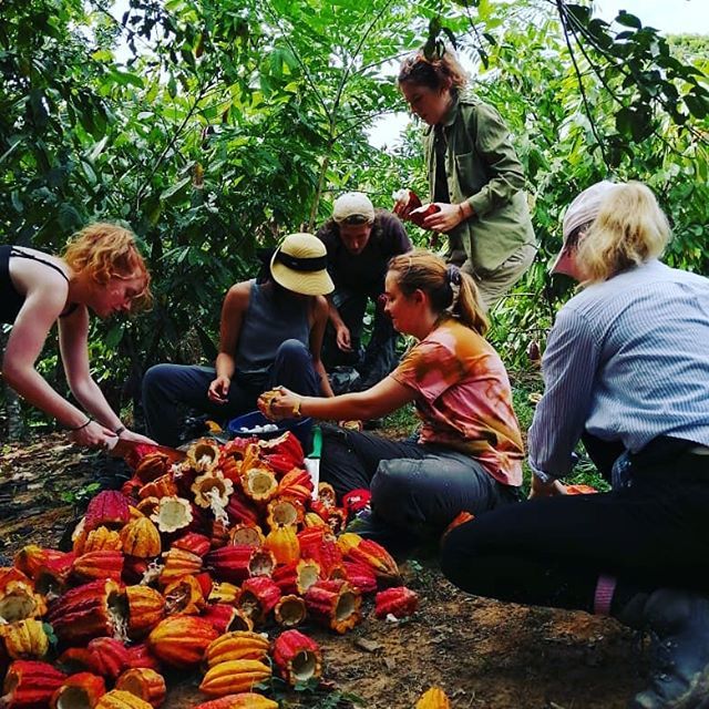 GPlanetVentures's tweet photo. 6/15 Sustainable Development Interns working in cocoa production in Peru. Cacao is one of the main livelihoods of farmers in the Peruvian Amazon. As part of their internship, the participants get involved in the production of cocoa and learn about tradit… https://t.co/3J7GGZa2sZ https://t.co/CUd4UpwSEq