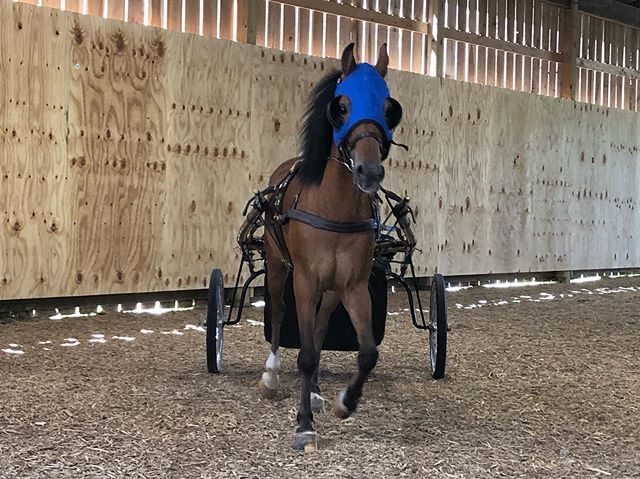 loveshorsesoh's tweet photo. I swear he can sense cameras 😂.
.
Proud to represent:
c4beltseq - c4h6224  @buckwildbreeches - https://t.co/Nzf6LtBGVq @baysandbluesco - HANNAH10 https://t.co/78ssl4kErs https://t.co/g2yKKWGP5C