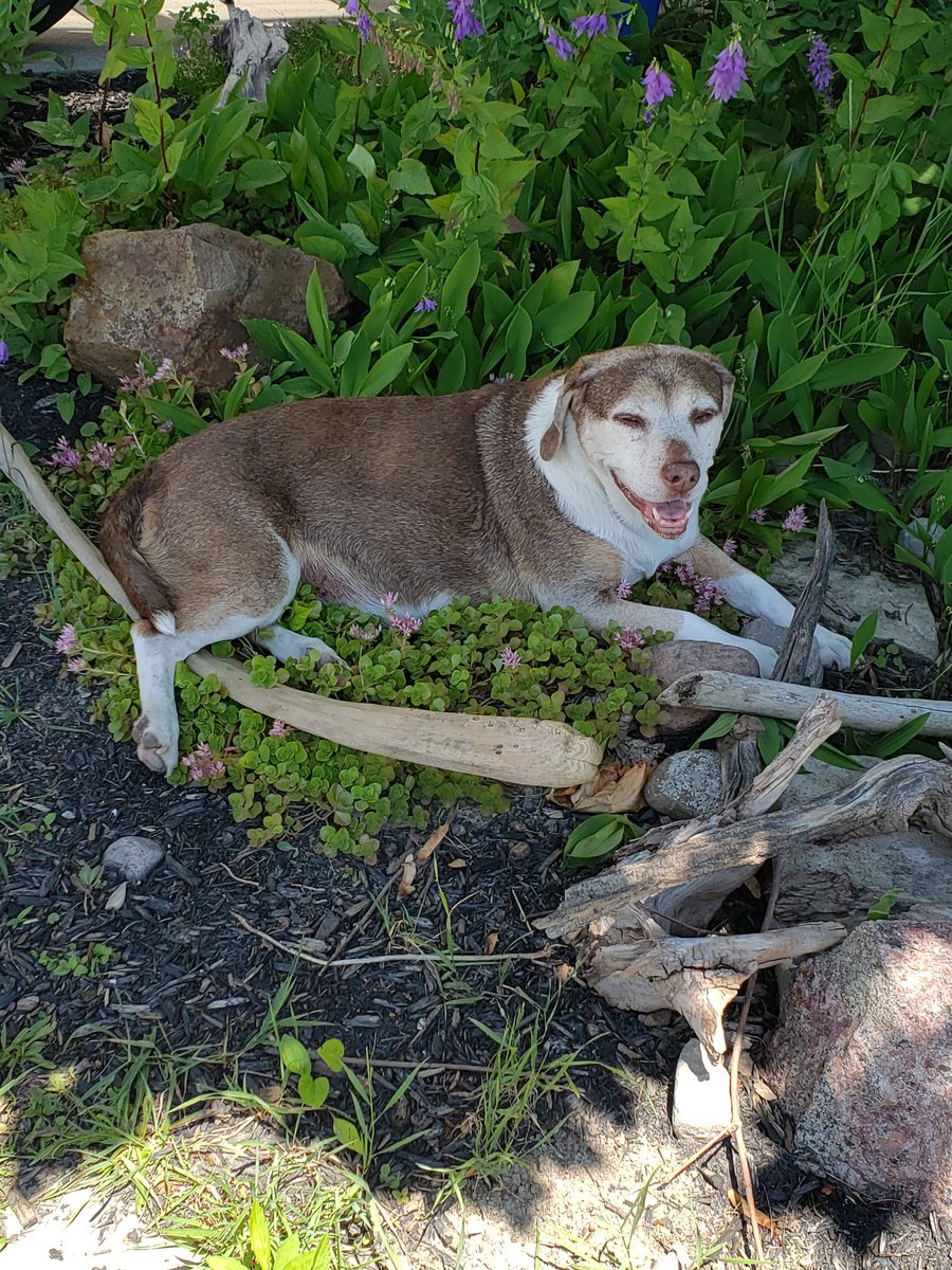 This is Hodge Podge our 14ish year old Hurricane Katrina rescue, enjoying the garden, the heat and watching the world go by. #myHHS