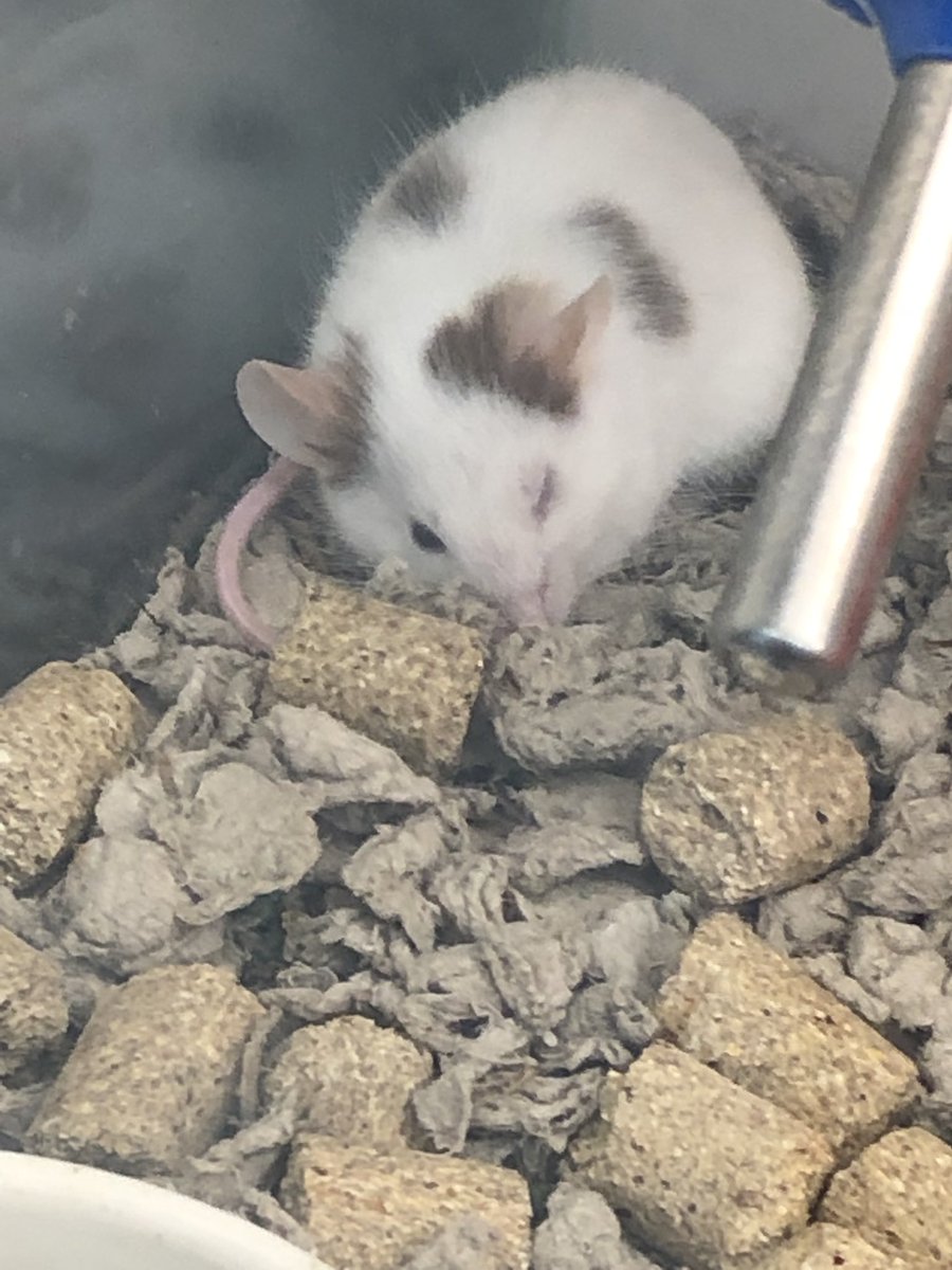 Djskshsjak On Twitter Petco Your Store In Nanuet Needs To Take