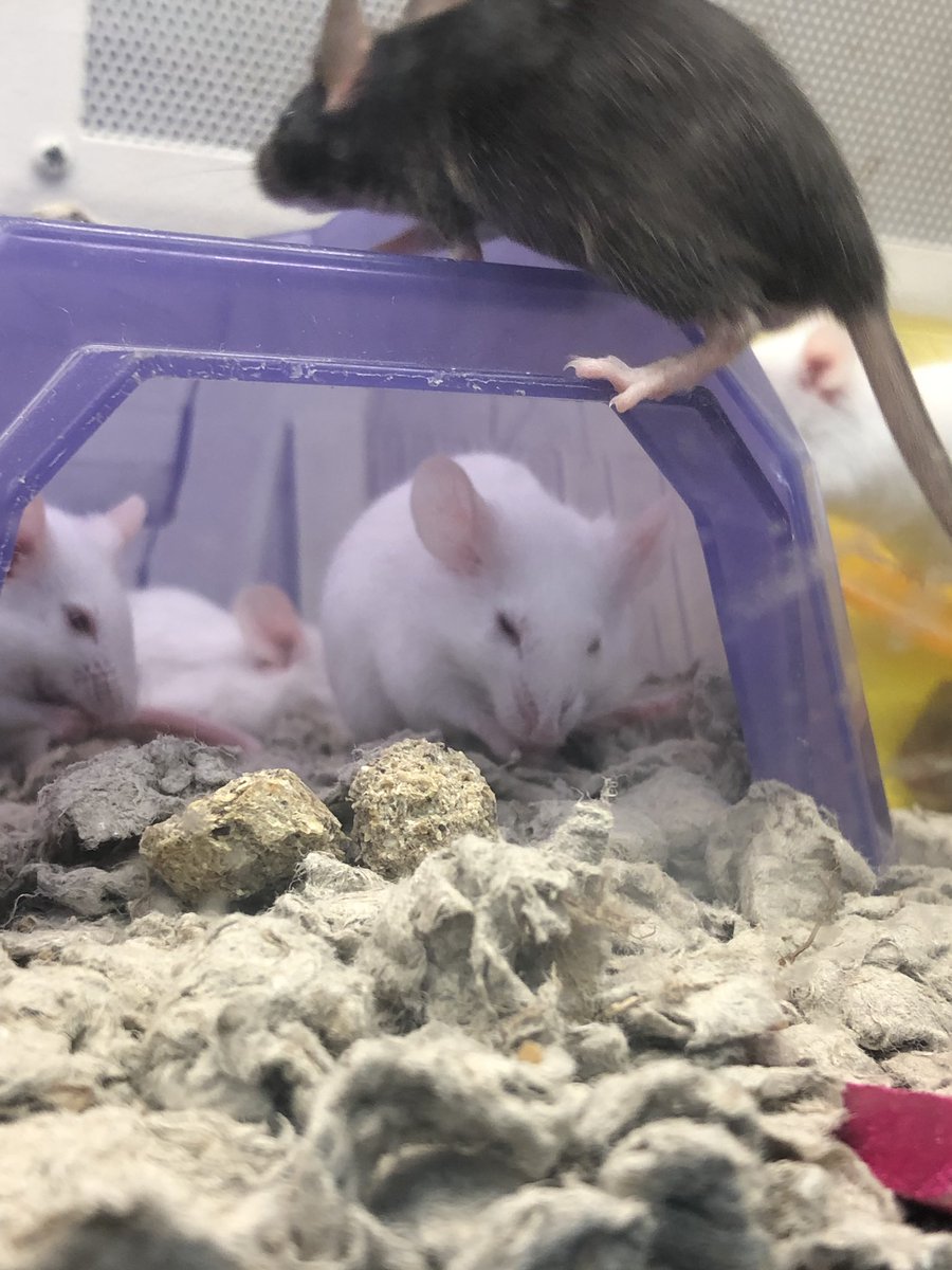 Djskshsjak On Twitter Petco Your Store In Nanuet Needs To Take