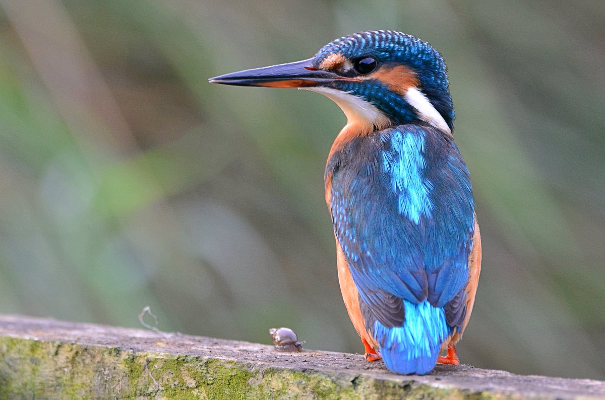 I was photographing the snail when the kingfisher decided to get into the picture. #BBCWildlifePOTD