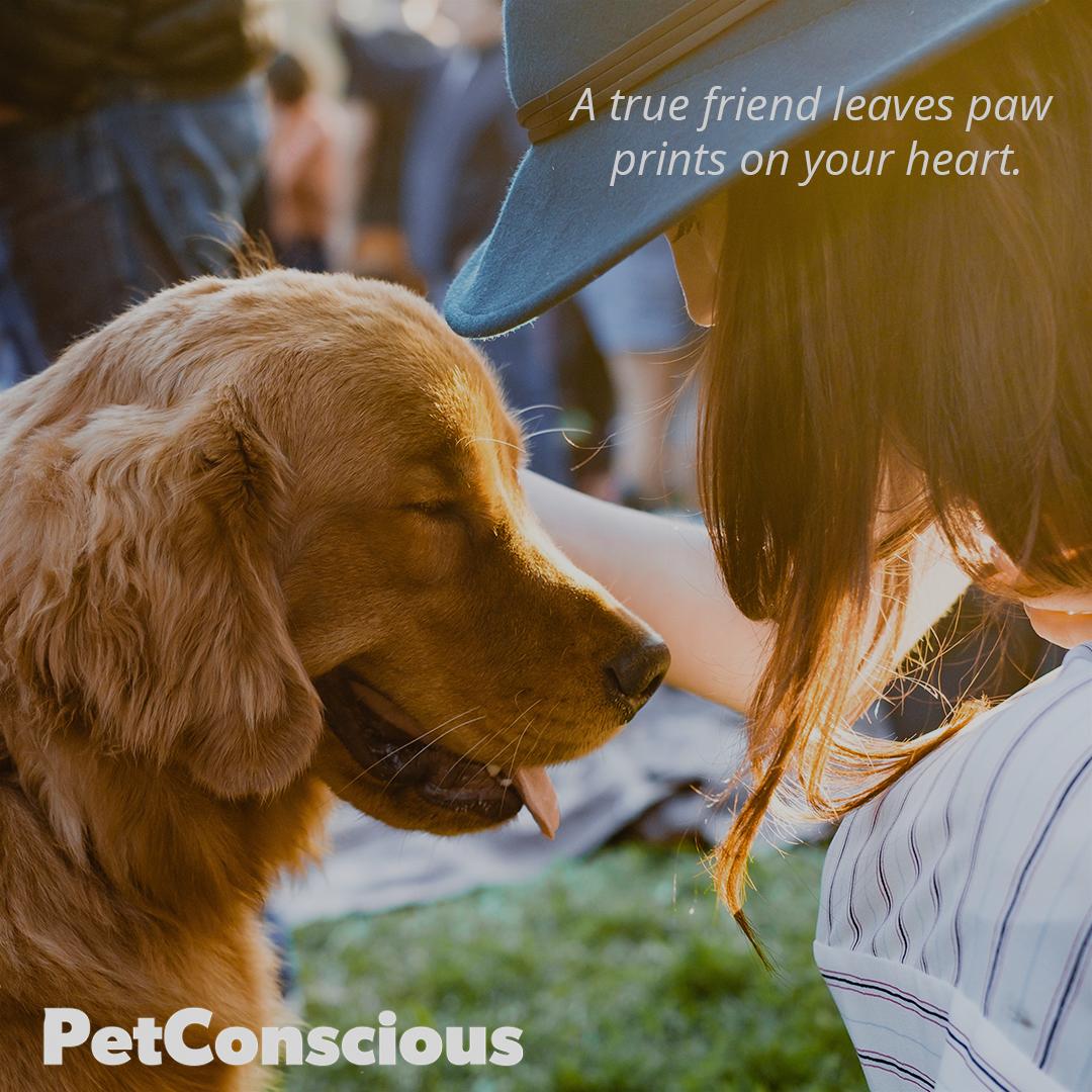 bepetconscious's tweet photo. Together and a part, they will never leave our side.❤️ https://t.co/gN2tuv813g
