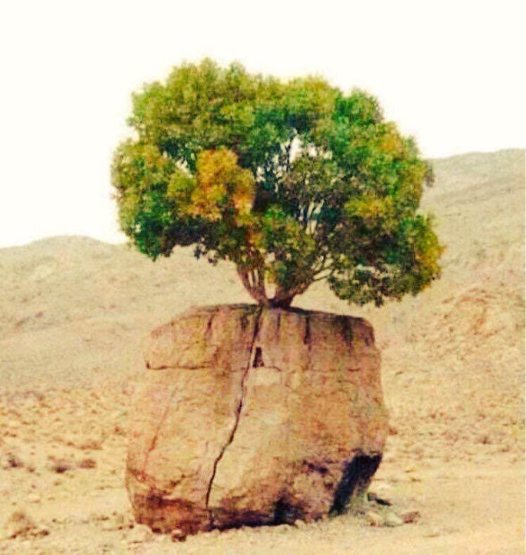 weMohamedAzazy's tweet photo. ثق أن من أنبت هذه الشجرة و رزقها فوق
صخرة صماء في أرض جرداء سيرسل
إليك رزقك أينما كنت https://t.co/PsOtPqIYgm