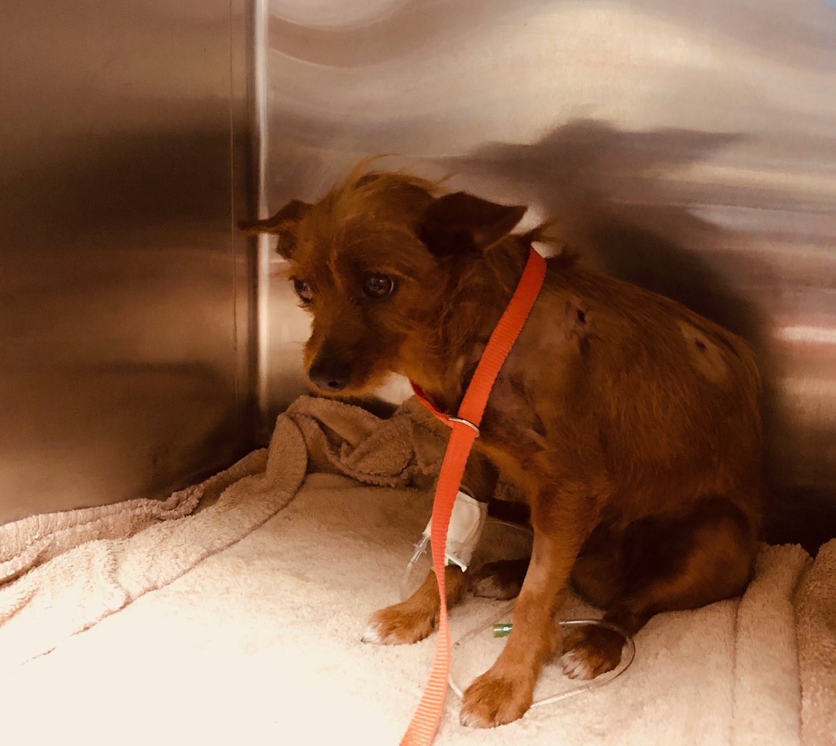 helpinRIVcoPETS's tweet photo. Thanks, veterinary team ⁦@helpinRIVcoPETS⁩! I don’t know how I managed to survive after a coyote had me in its mouth, but here I am now, getting good care and ❤️. You guys are nice! https://t.co/9o9Qr4wFaH