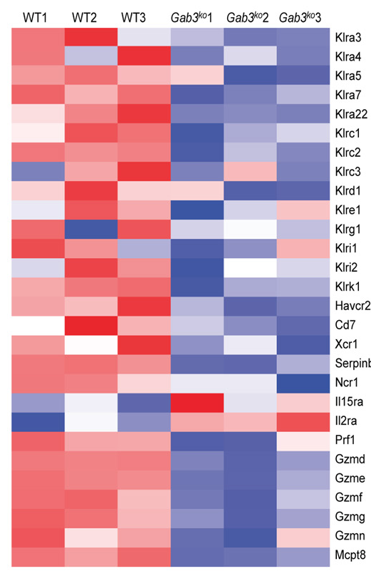 mmw_lmw's tweet photo. #NK_cell Function | Gab3 is required for IL-2– and IL-15–induced NK cell expansion | #antiTumor Responses and limiting trophoblast invasion during #Pregnancy | Kasper Hoebe @JanssenUS @SciImmunology https://t.co/vdovCGEFoj https://t.co/RERLnOU5Bn