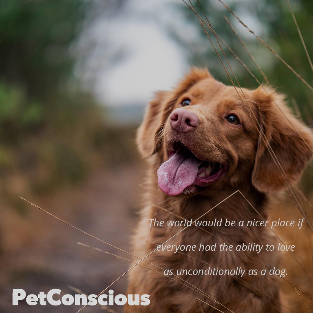 bepetconscious's tweet photo. Dogs bring constant love and laughter into our lives. It's amazing how much closer we all become because of them. https://t.co/pE85TkEGY9