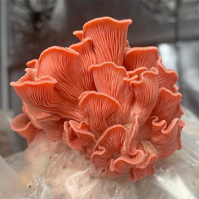ErnessiFarms's tweet photo. Pretty in pink... #urbanfarming #urbanfarmer #urbanag #urbanagriculture #indoorfarming #indoorag #indooragriculture #urbanfarm #mushroomfarm #agtech #nerdfarmer #knowyourfarmer #pleurotusdjamor #oystermushrooms https://t.co/GuCDm48W5O https://t.co/TyYqNjxbIP