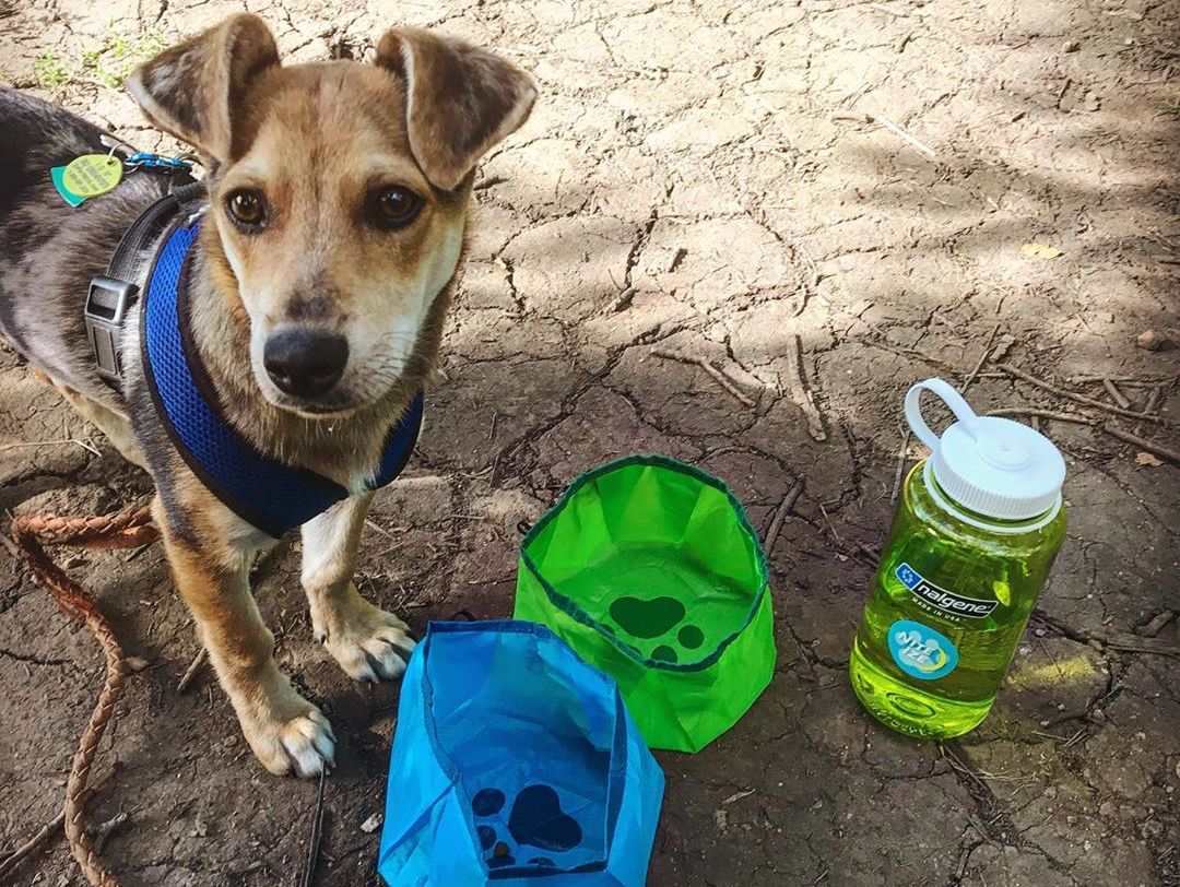 Indiana says: “I used my RadDog Collapsible Bowls on my hike this morning at Chatauqua Park. These things are awesome!” Our new RadDog Collapsible Bowls are available now: bit.ly/33mnKV8  #WagWednesday #LifesAdventureKit