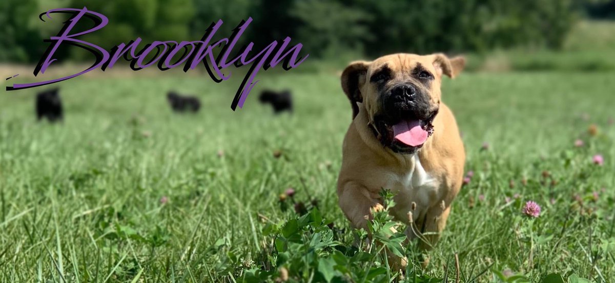DaWizardOf_Croz's tweet photo. The granddaughter. #brickyard #boerboel https://t.co/4rWZIHrduz