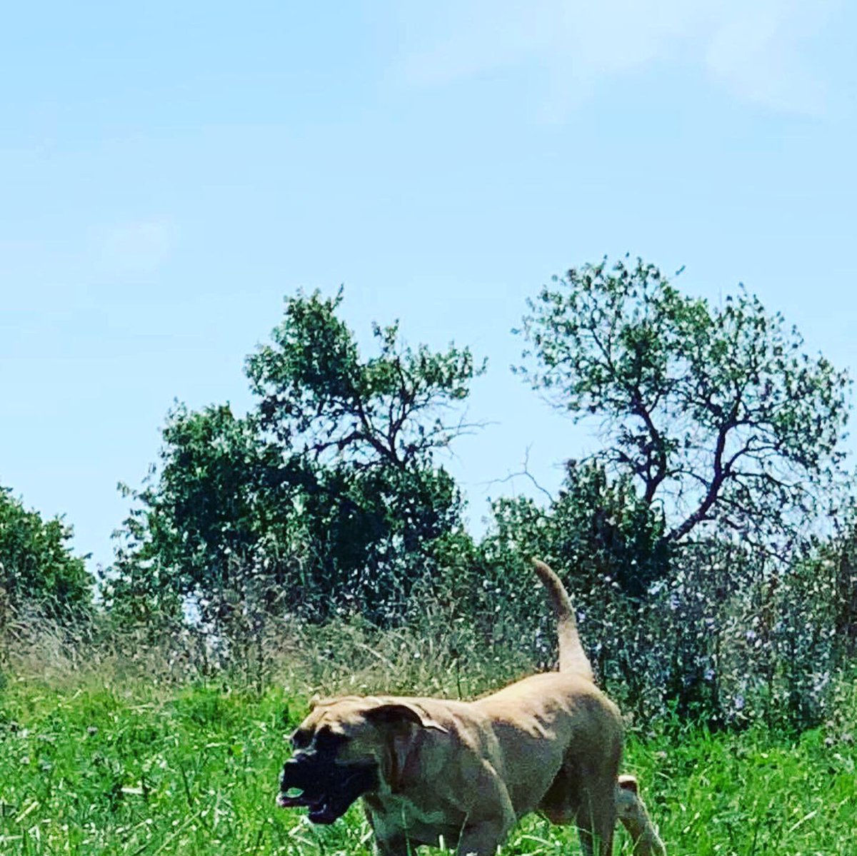 DaWizardOf_Croz's tweet photo. The granddaughter. #brickyard #boerboel https://t.co/4rWZIHrduz