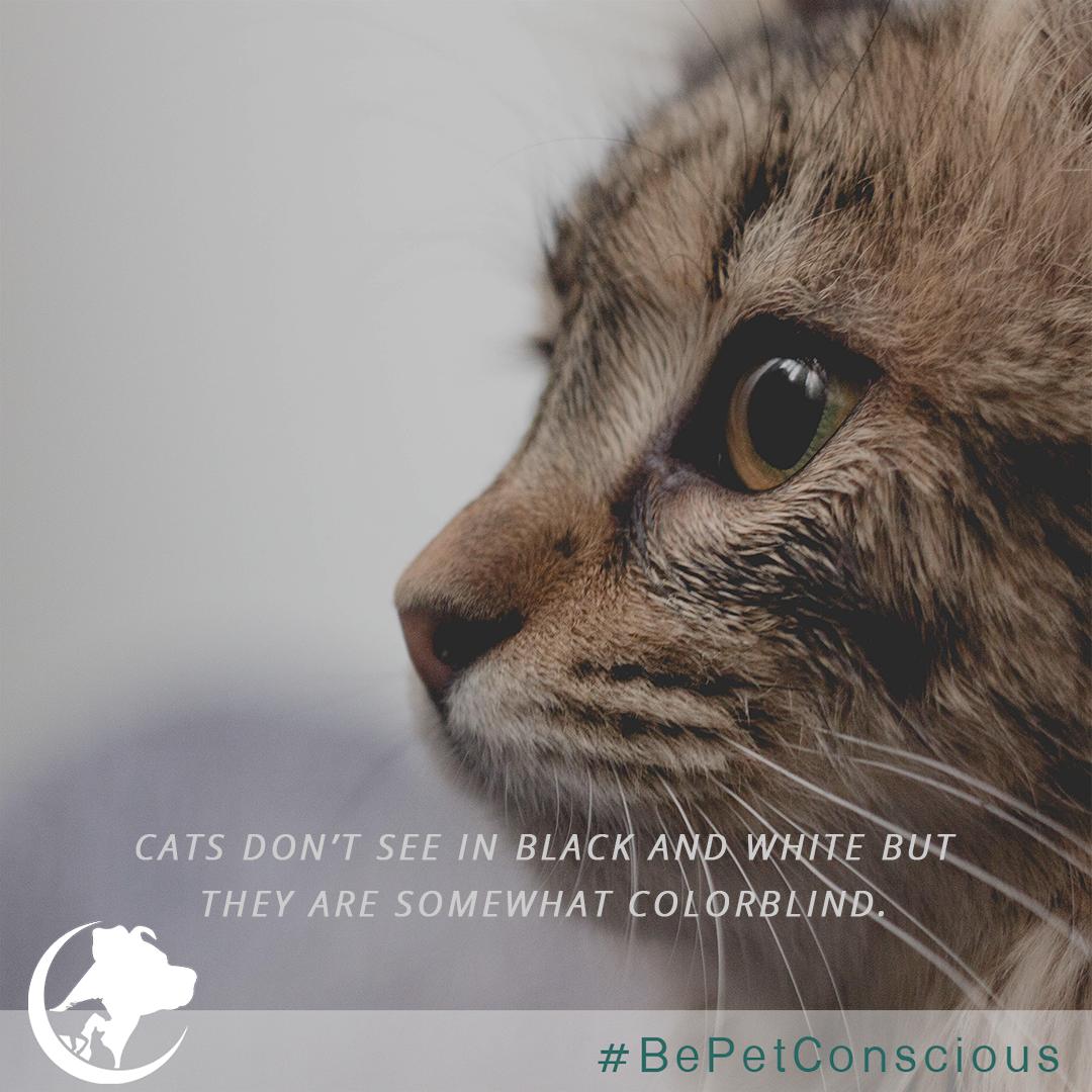 bepetconscious's tweet photo. A cat's vision is similar to a human who is color blind. They can see shades of blue and green, but reds and pinks can be difficult for them to distinguish. https://t.co/k74GufEUSA