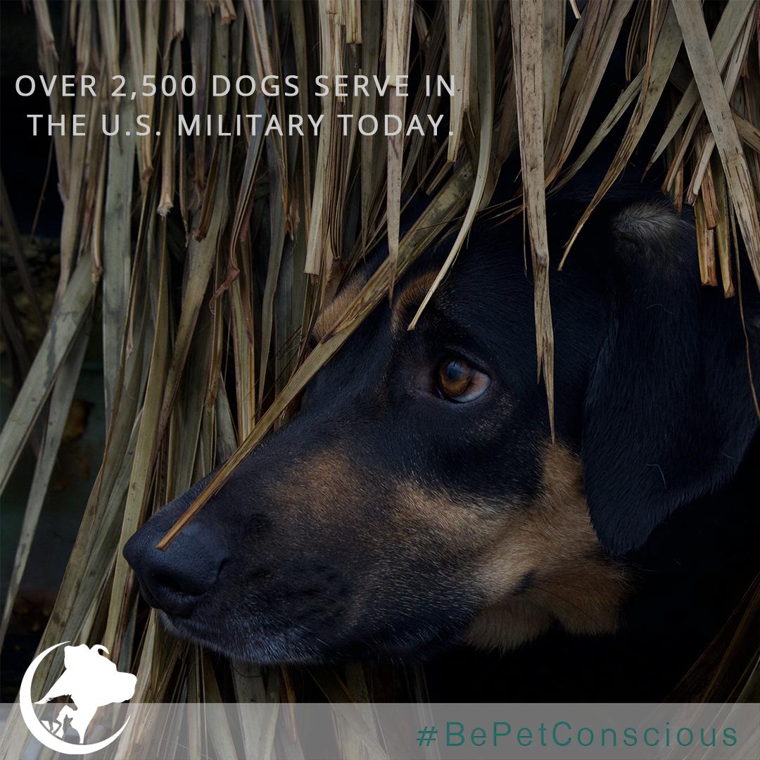 bepetconscious's tweet photo. Dog's are our protectors.They motivate us to play, be brave, seek adventure and be loyal. 🇺🇸 https://t.co/dGlF2oUsUA