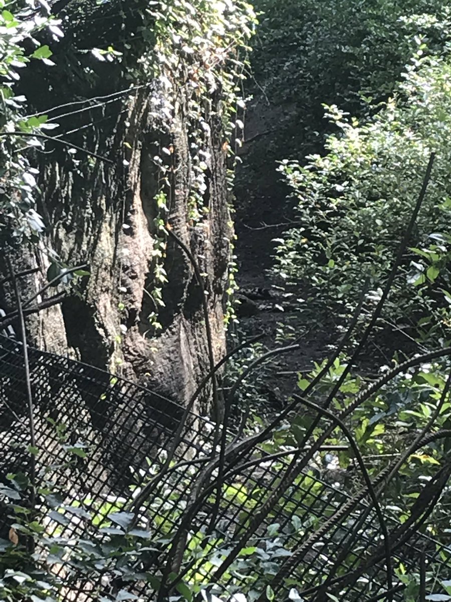enchantedmeg13's tweet photo. it’s hard to see but the CHEETAH is in the TRENCH https://t.co/H7pVogb7L2