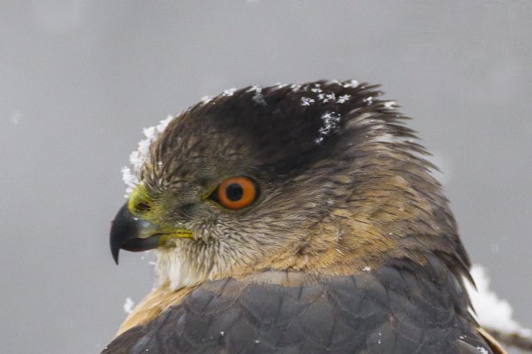RockyNPS's tweet photo. #Rangertips #RMNP Do you ever feel like a pair of eyes is watching you while you are hiking? The Sharp shinned hawk may the one spying on you! The sharpie, as it's referred to in the birding community, is an amazing hunter and 90 percent of it's diet is made up of songbirds! sd https://t.co/w9xWmz42ZU