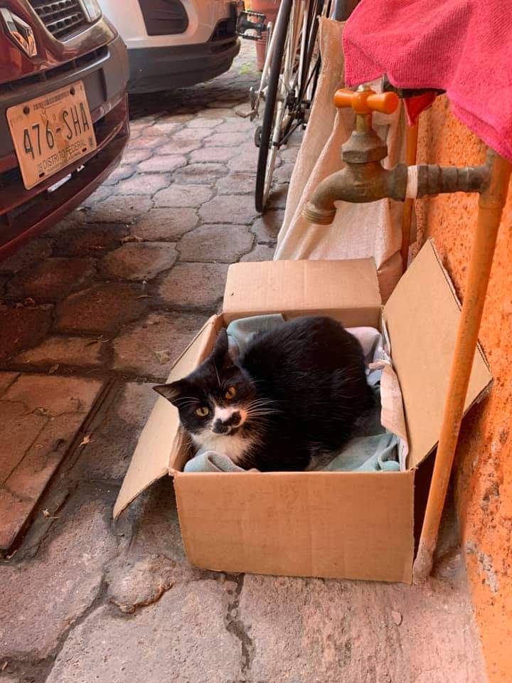 soyrotzie's tweet photo. @En_laDelValle se encontró gatito en Félix Cuevas y Gabriel Mancera. https://t.co/E7c9SWRW2H