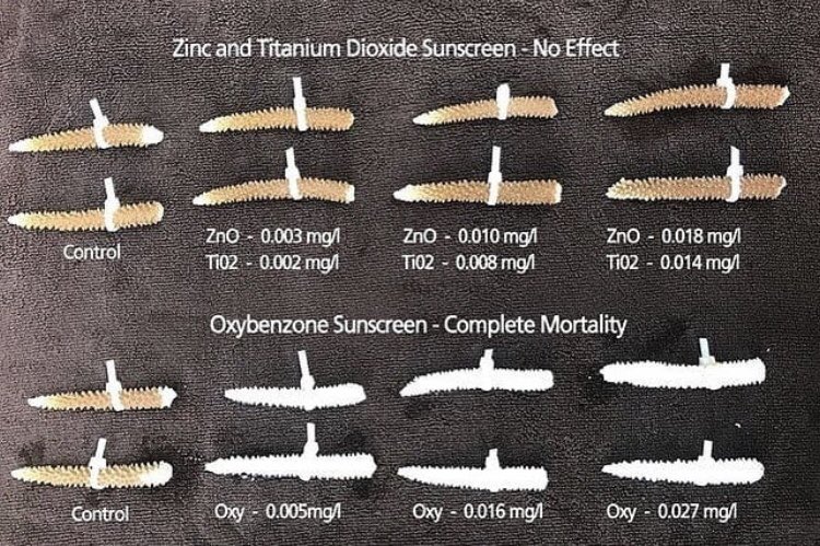 OceanMimic's tweet photo. *Sunscreen kills* We always revert back to this image for help, it’s based on the ingredients to look out for in our sunscreens and a guide to what to avoid when purchasing yours this summer! Stay safe and choose safe! #reefsafe🧜🏼‍♀️💕
📸: Phil &amp; Madison Precht &amp; @seabesideme • https://t.co/kqKBTF29XD