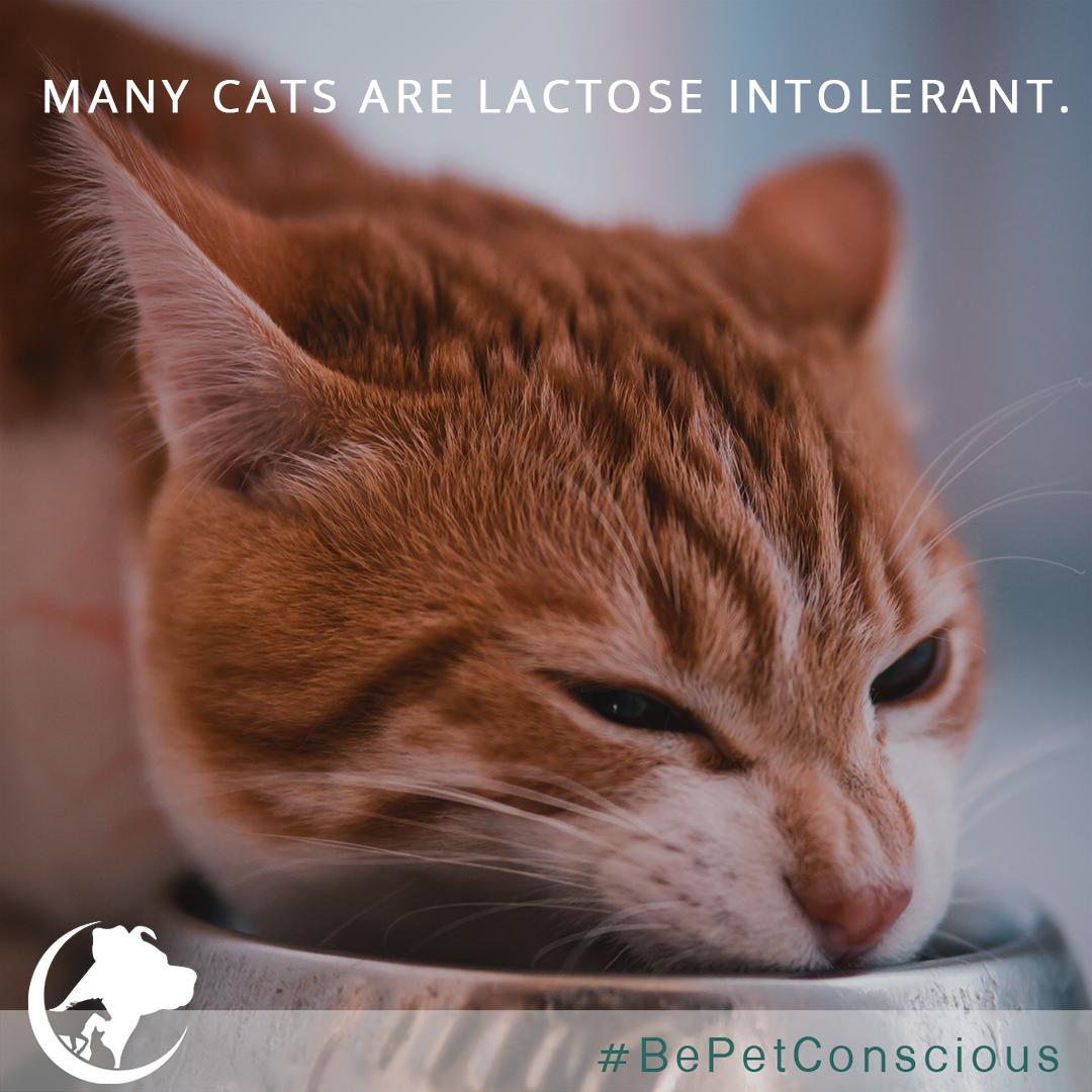 bepetconscious's tweet photo. If your cat is lactose intolerant, it will become noticeable know within 8 to 12 hours because they'll exhibit symptoms like diarrhea, vomiting, or an upset stomach. https://t.co/R5yt9A8fSk