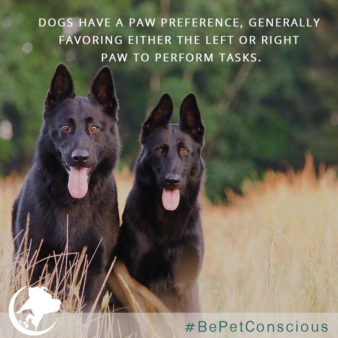 bepetconscious's tweet photo. Studies have found that female dogs tend to prefer their right paw, while male dogs prefer their left. https://t.co/TdJEblX9ri