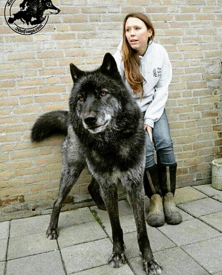 akihusworld's tweet photo. 🔥🔥Algún problema? 😅🐺🙊
@wolf_love_2019
#akihusworld #akihus #comunidadakita #comunidadakihus #akihuscommunity #akitacommunity #akita #akitaamericano #americanakita #huskycommunity #huskiesreq #boopmynose #samoyedo #babysamoyedo #babysamoyed🐾 #pastoraleman #wolf #lobo https://t.co/iFoRVQMM0T