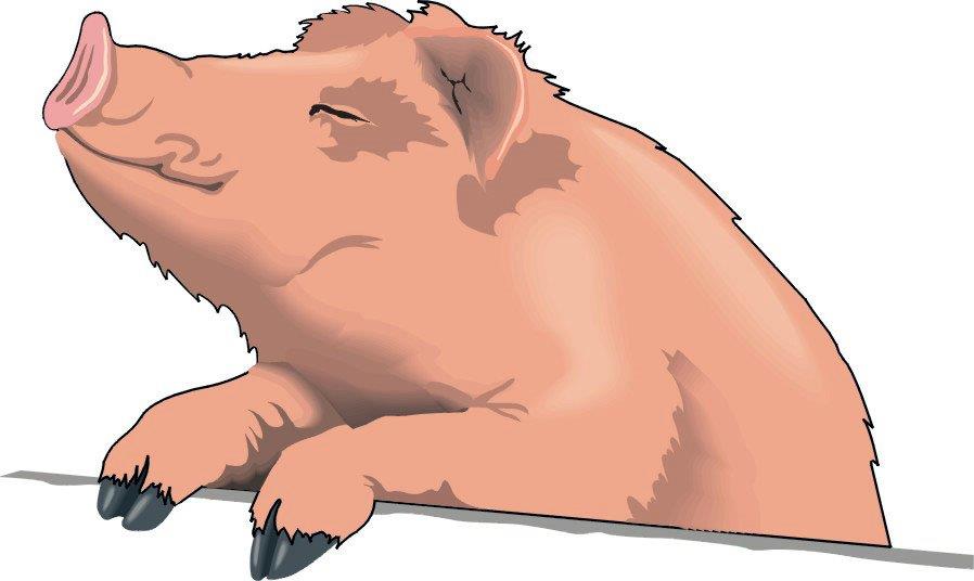 Looking forward to this weekend's Midwest Regional Pain Interest Group (MR PIG) meeting in Kansas City!  Researchers from the Midwest will gather to share info about the latest and greatest in pain research. Look for #MRPIG2019 to follow along!