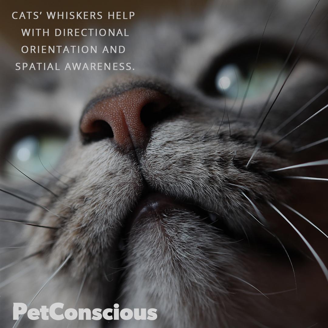 bepetconscious's tweet photo. Whiskers can also find their way through the narrowest crack into a broken heart. https://t.co/5mE6vAXGX5