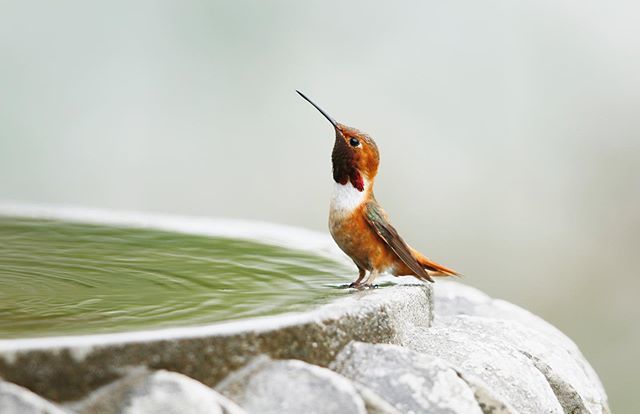 Keep your head up, the weekend is on the horizon! 📷: <a href="/Nobuo/">nobuo</a> Iwata
.
.
.
.
#SouthCoastBotanicGarden #SouthBay #SCBGarden #BotanicGarden #OptOutside #NatureAwaits #LA #LosAngeles #SoCal #SouthernCalifornia #PublicGarden #Summertime #SummerInLA #HumpDay ift.tt/2GSqmjV