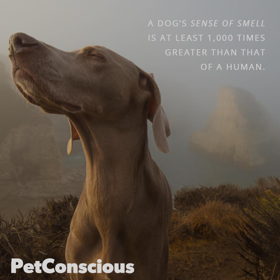 bepetconscious's tweet photo. A dog's powerful sense of smell allows them to smell things buried as far as 40 feet underground! https://t.co/pWDpFIRfQw