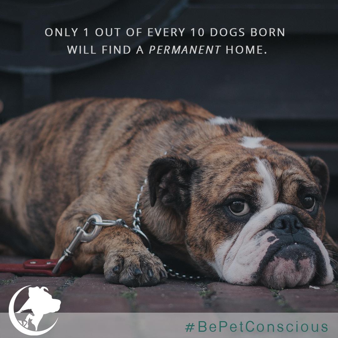 bepetconscious's tweet photo. There should be no such thing as abandonment. Every dog deserves heavy amounts of unconditional love. 🐾 https://t.co/f6Pi6pCbZc