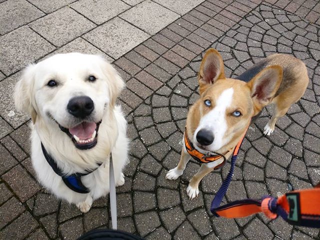 wagwhiskershull's tweet photo. Best Friends 😍
#wagsandwhiskers #dogw#dogwalker #dogtraining #dogtrainer #dogwalks #dogwalk #training #walkies #positivereinforcement #positivetraining #dogs #dogstagram #dogsofinstagram #dogsofhull #hulldogtrainer #hulldogwalking #friends #bestfriend https://t.co/DiI3nsHJ4S https://t.co/dutPfo71T3