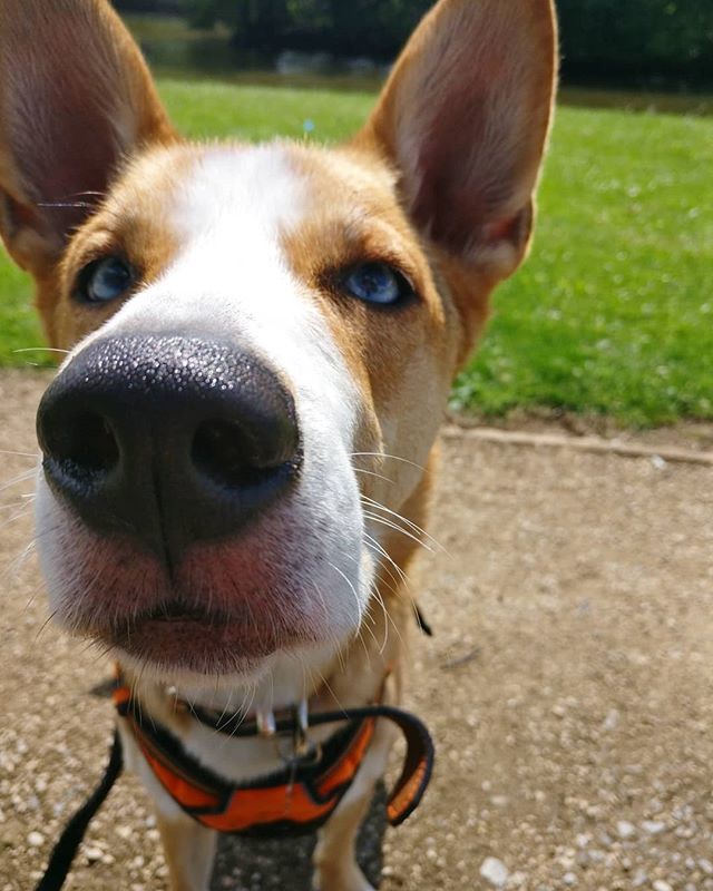 wagwhiskershull's tweet photo. Thor 💙
#wagsandwhiskers #dogw#dogwalker #dogtraining #dogtrainer #dogwalks #dogwalk #training #walkies #positivereinforcement #positivetraining #dogs #dogstagram #dogsofinstagram #dogsofhull #hulldogtrainer #hulldogwalking https://t.co/VdLMKDAIh5 https://t.co/CbjNIb5bgC