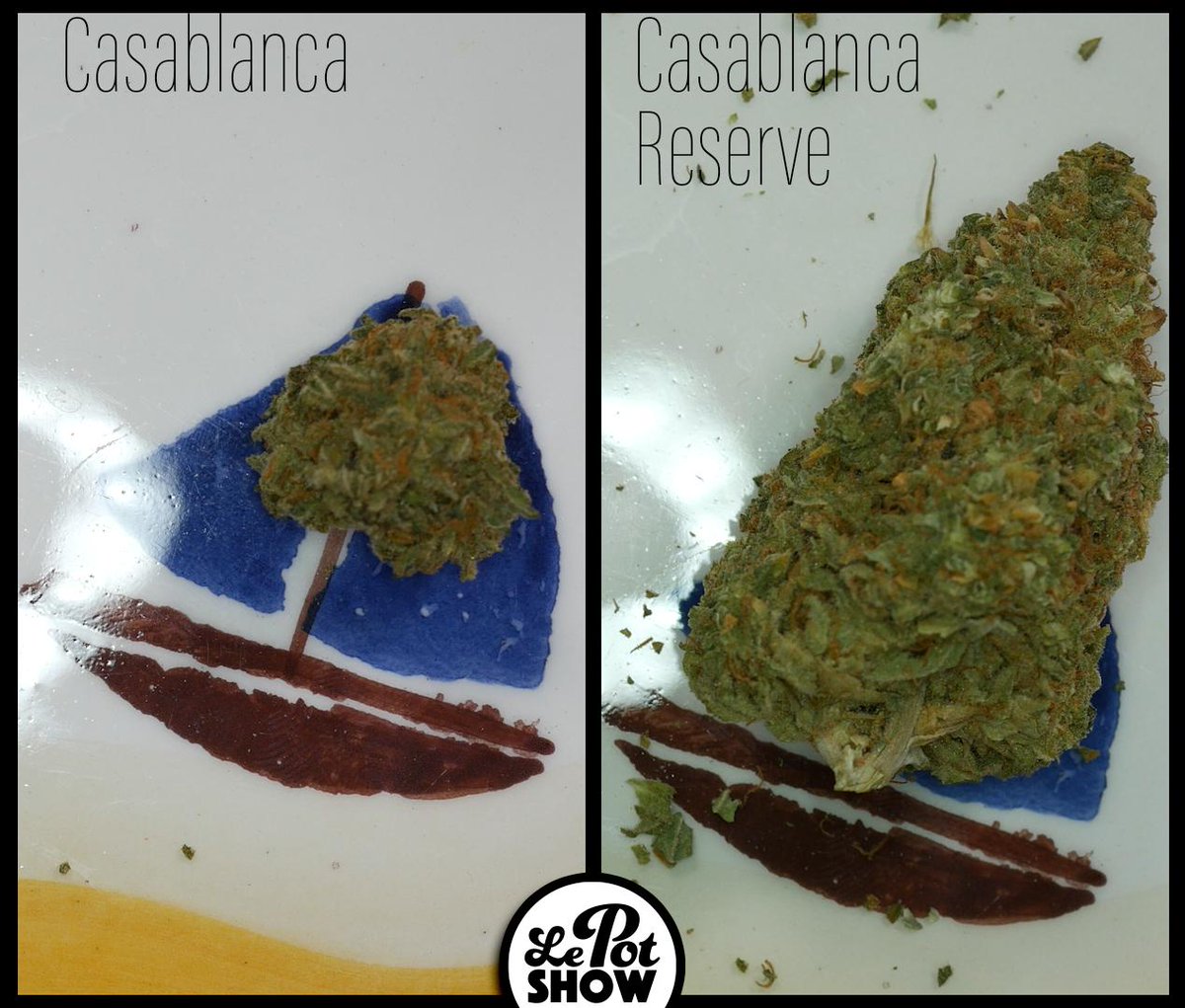 Lepotshow's tweet photo. https://t.co/B8gf1LzdBR
épisode sur le festival du bon plant  et bien plus! #cannabis https://t.co/g18CibqcDo