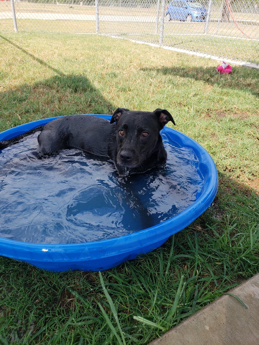 EnidAnimals's tweet photo. Take a break from the heat and check out our dogs at the shelter!

Remember a kiddie pool is a great way to keep your hotdogs🌭 cool! 😎 #EnidAnimals #adoptdontshop https://t.co/umi4PQIFFl